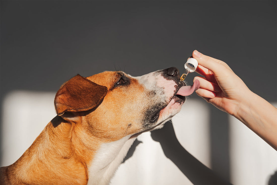 How Long Does It Take CBD Oil To Work To Support Joint Health?
