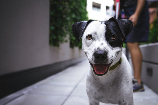 Signs of Stress in Dogs: What To Look For