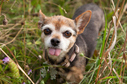 Why Does My Dog Lick the Air?