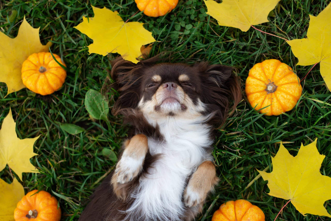 What Human Food Can Dogs Eat? Are Thanksgiving Leftovers Safe?