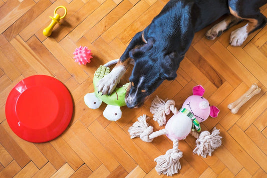 Dog Puzzle Toys: 5 of the Best