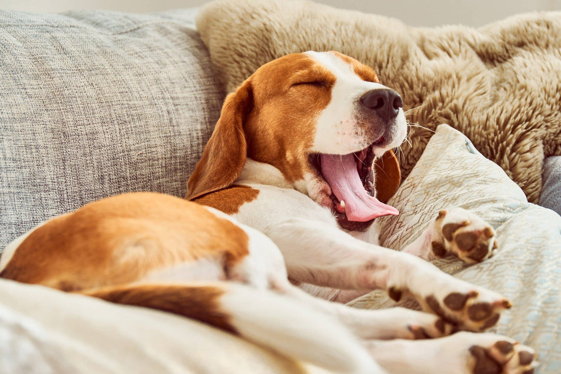 Can You Give a Dog Melatonin?