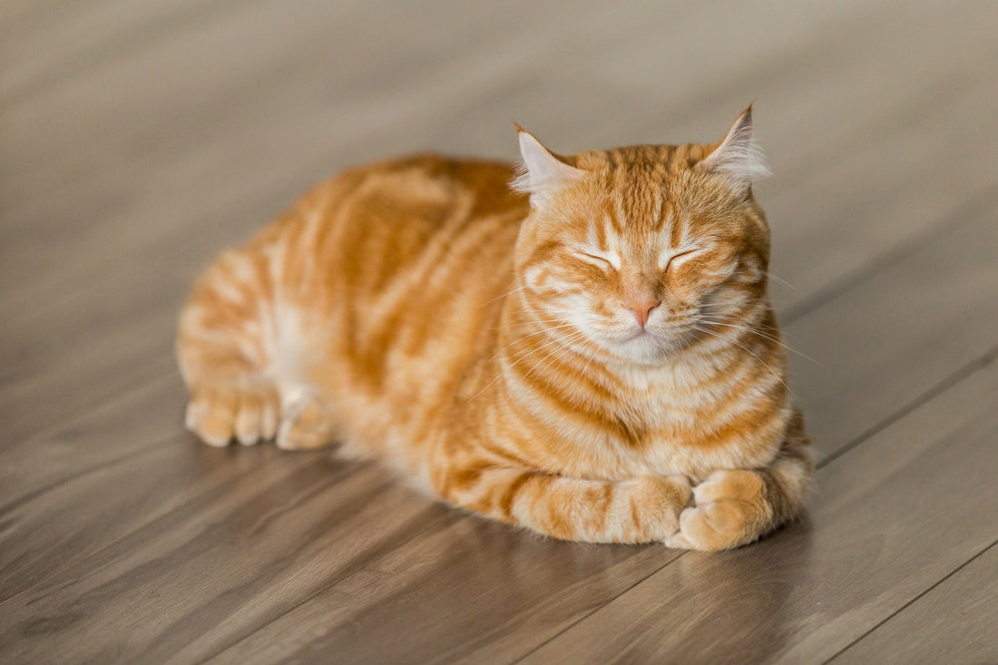 Why Does My Cat Bite My Nose?