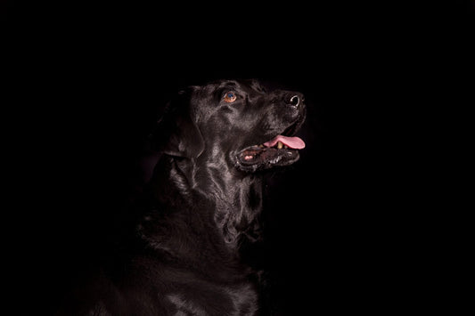 Dog Panting at Night? Here’s What To Know