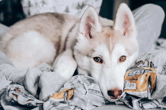 Why Are Dogs Afraid of Thunder?