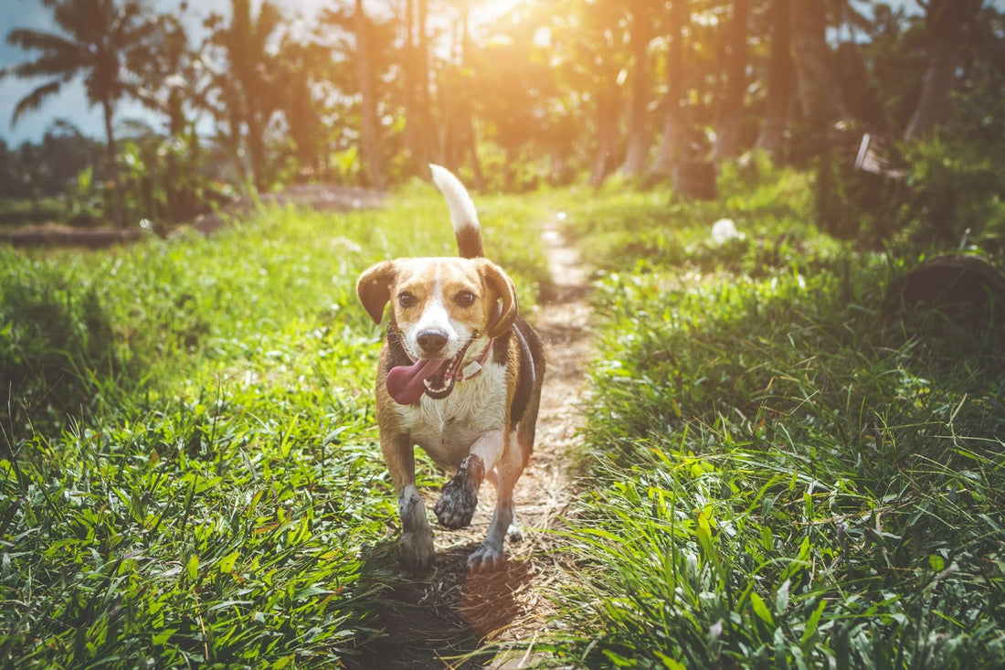 Why Does My Dog Eat Grass?