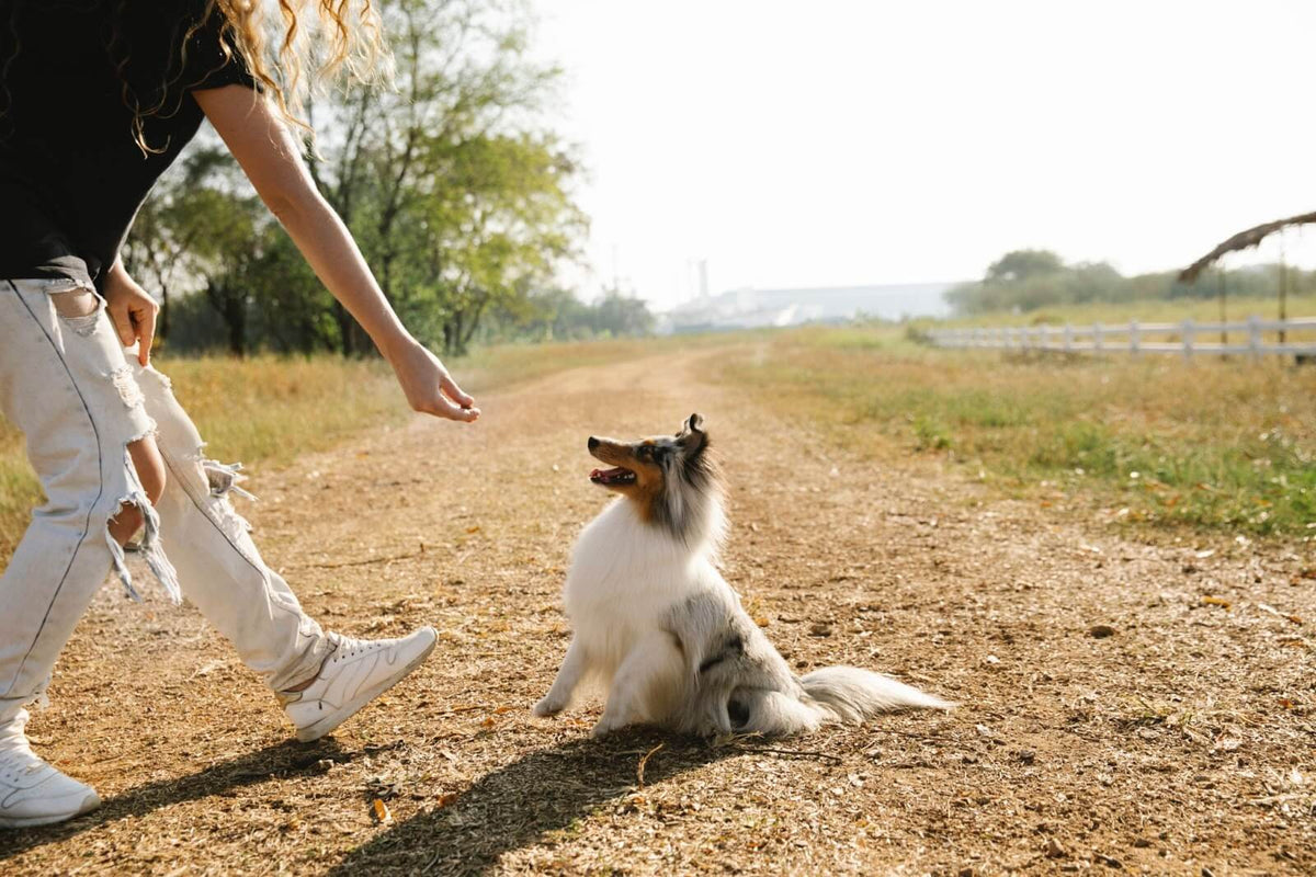 Hemp Chews for Dogs: How To Pick the Best Ones