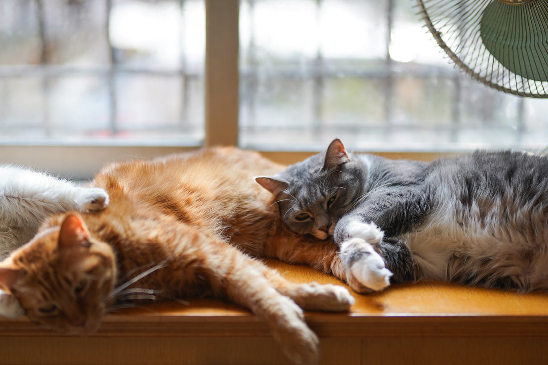 Why Is My Cat Sneezing So Much?