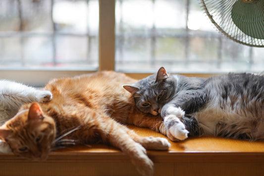 Why Is My Cat Sneezing So Much?