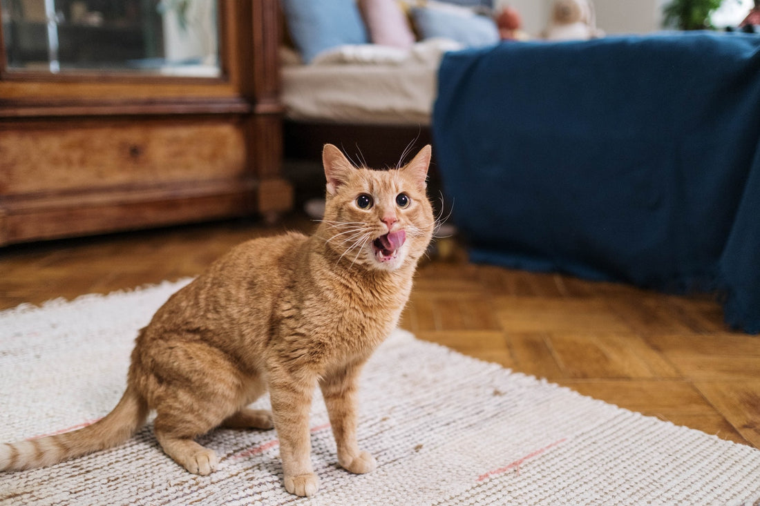Best CBD For Cats