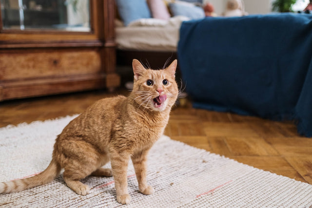Best CBD For Cats