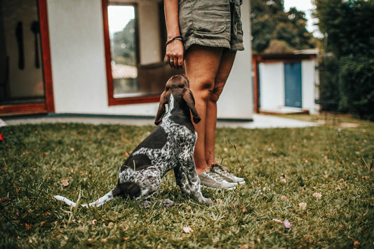 Restless Dogs &amp; Getting Them To Calm Down