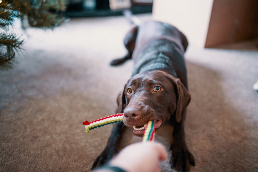 Mental Stimulation for Dogs: Do They Need It?
