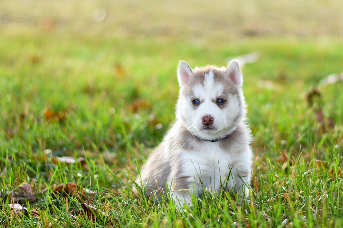 How To Take Care of a Puppy the Right Way