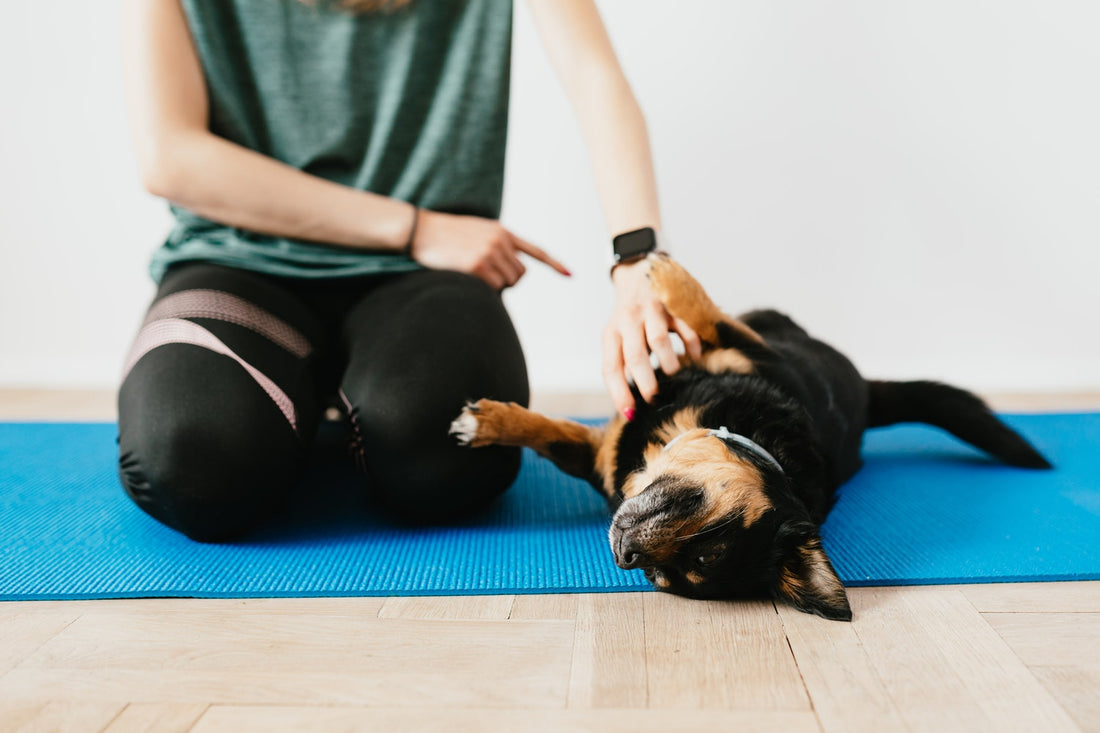 Dog Inflammation: How To Get It Down Naturally