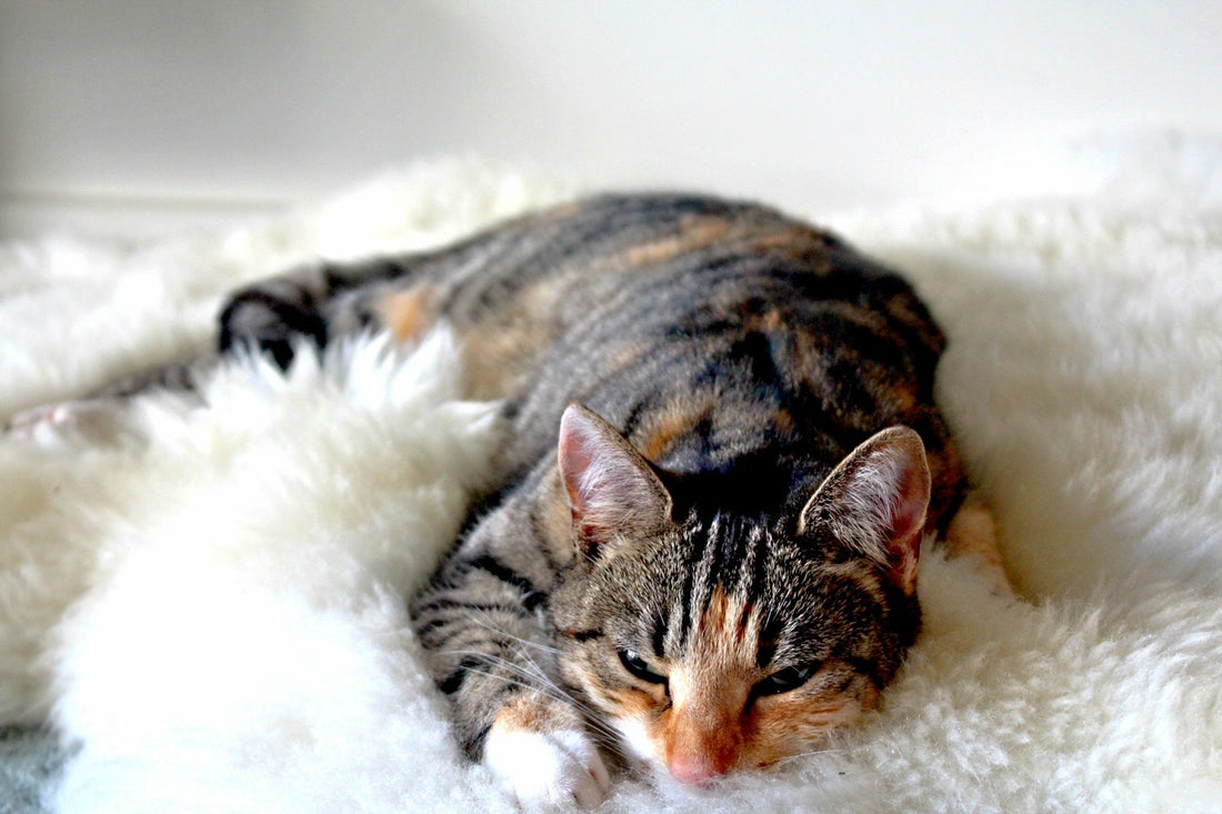 How To Tell If Your Cat Is Depressed
