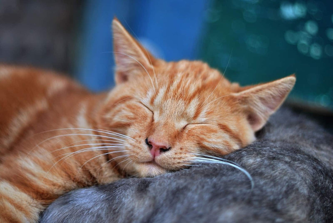 Why Do Cats Sleep So Much?