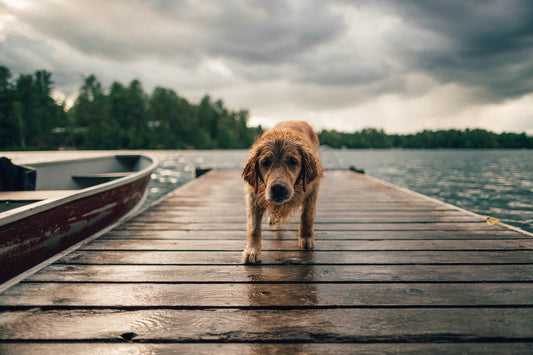 How To Tell If Your Dog Is Stressed Out