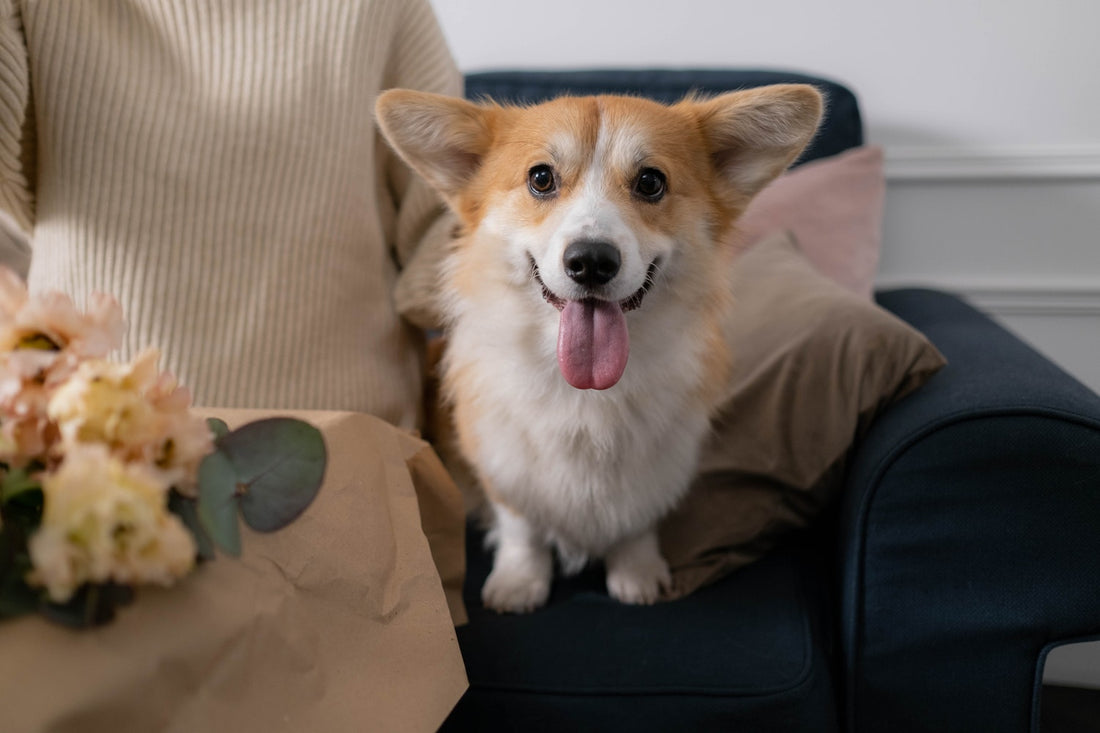 Cannabis For Dogs: When To Use It and Why