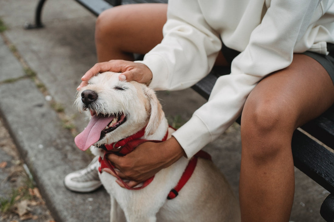 Dog Ate 10Mg Edible - What Should I Do?