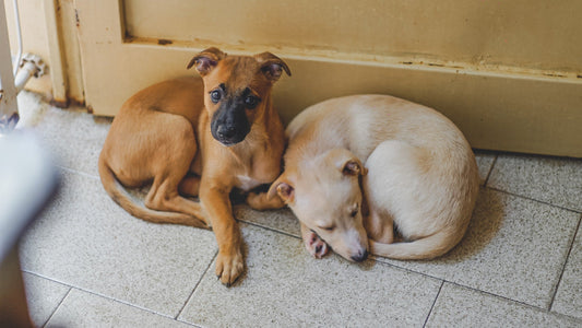 How Much CBD Oil Should I Give My Dog for Environmental Distress?