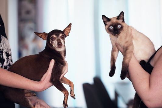 CBD Retail Products Every Pet Owner Should Try