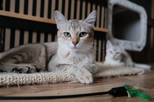 Why Does My Cat Follow Me Everywhere? The Feline Attachment Explained