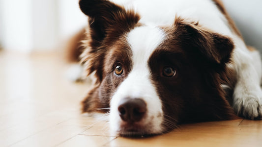 What is a Natural Inflammation Support Supplement for Dogs?