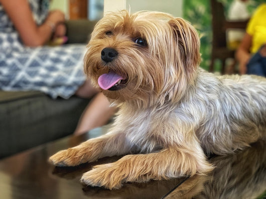 Occasional Inflammation Support for Dogs: What's the Safest Option?