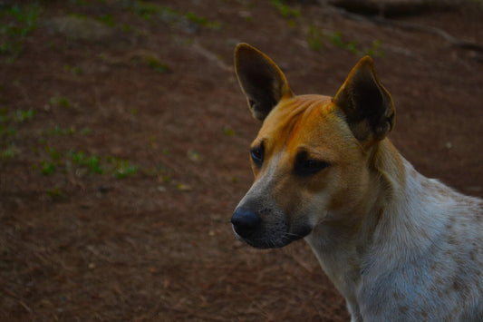  How to Tell If a Dog is Experiencing Discomfort: Tell-Tale Signs