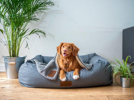 What Supplements Should You Give a Dog With Occasional Allergies?