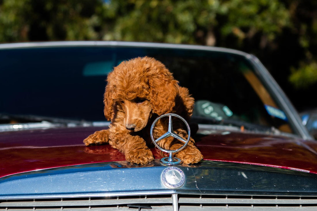 How to Manage Temporary Emotional Distress in Dogs During Car Rides