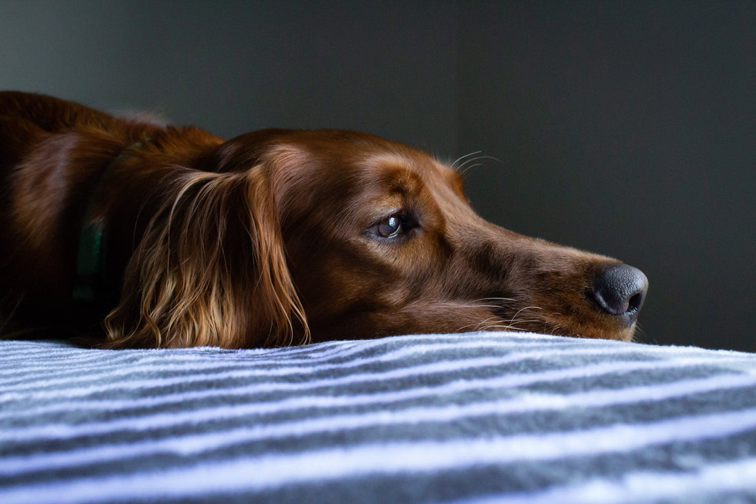 Top Pet Safety Tips for July 4th Celebrations