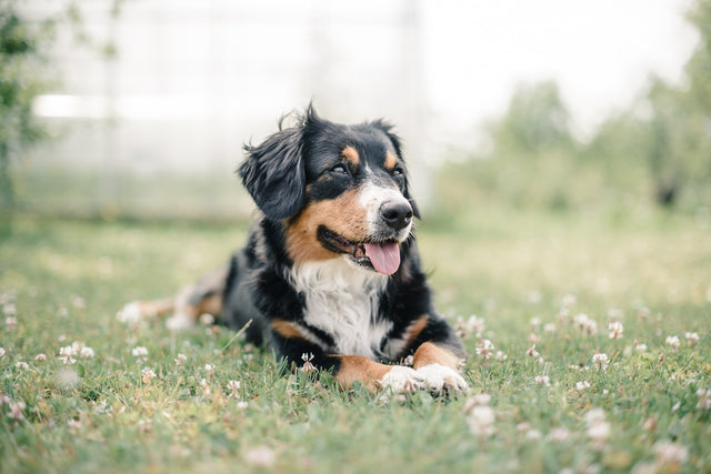 CBD Serving Size Chart for Pets