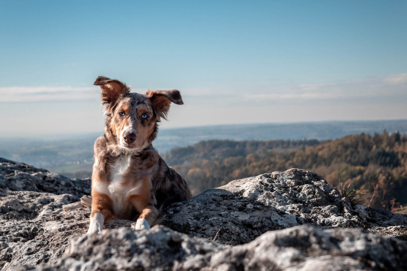 Hemp Oil for Pets: What Does It Do?