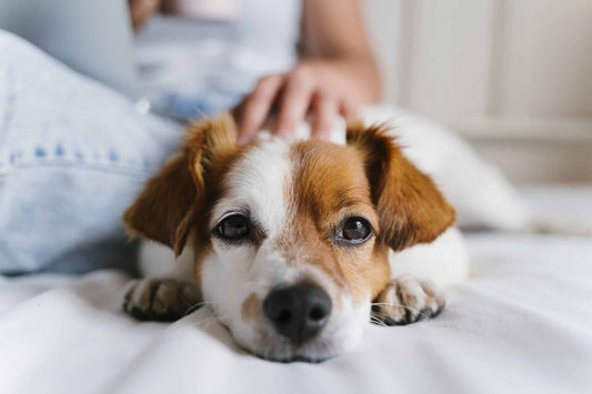 Seizures in Older Dogs: Here’s What To Know