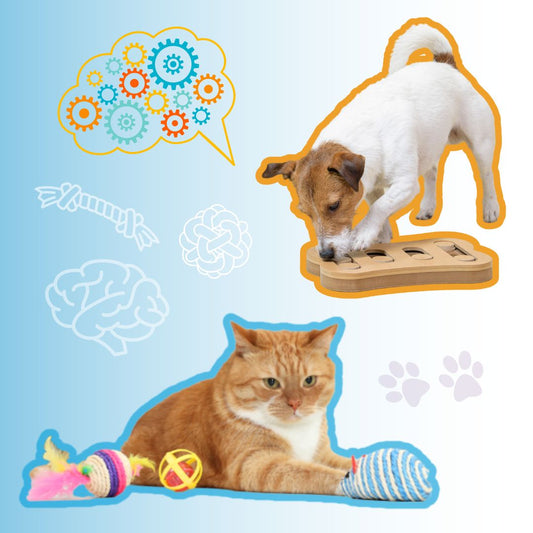 Elevate Your Pet's Wellness: Exploring the Benefits of Mental Stimulation Games