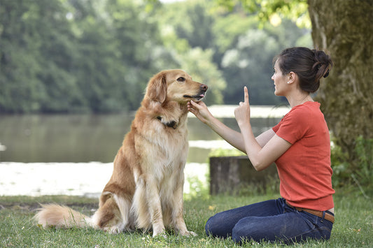 Dog Training Hand Signals for Beginners