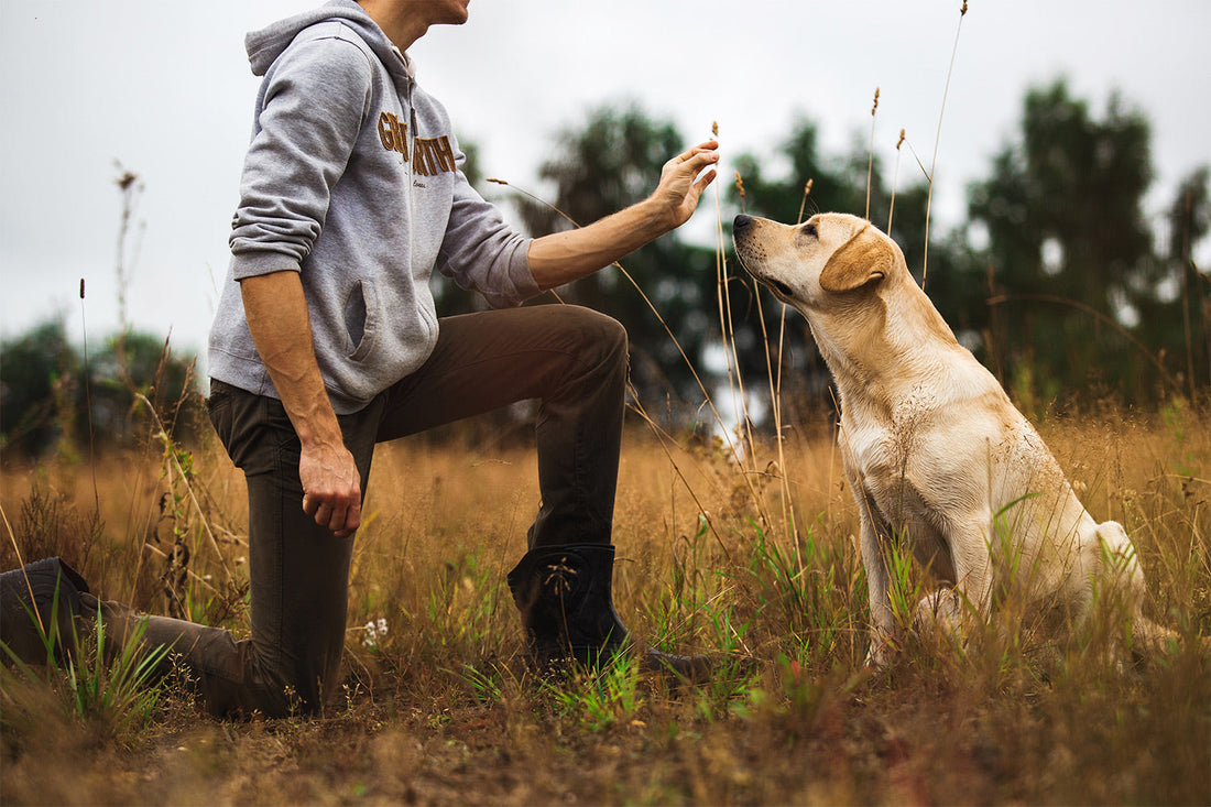 How To Train a Dog: A Brief Overview