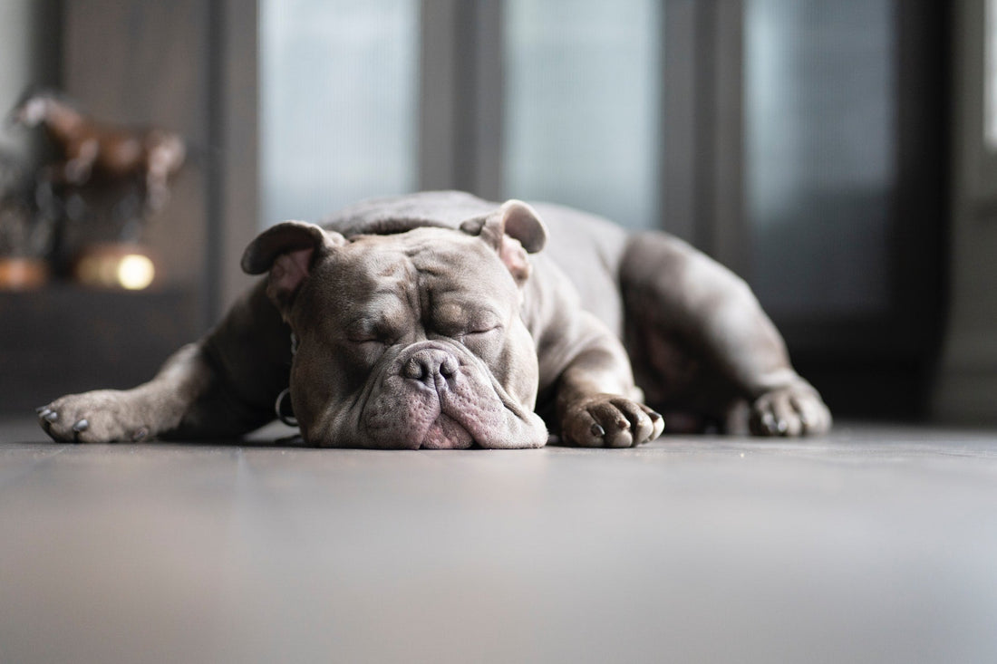 How To Tell If Your Dog Is Depressed