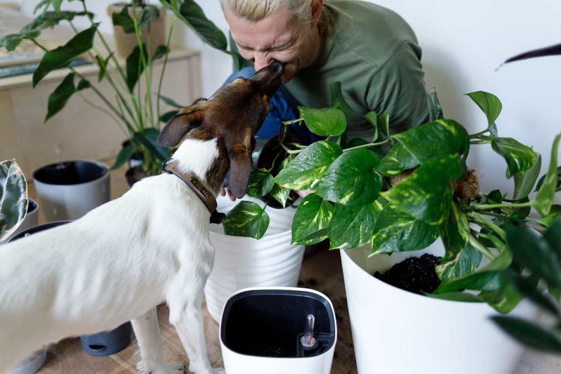 Dog Constantly Licking? Here's What’s Going On