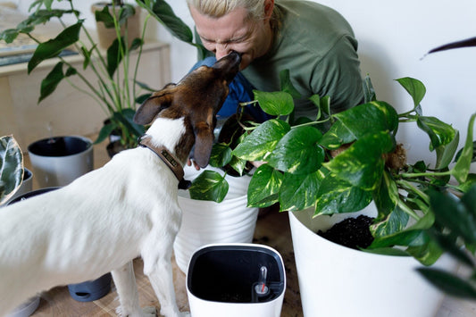 Dog Constantly Licking? Here's What’s Going On
