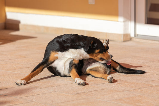 Why Do Dogs Lick Themselves?