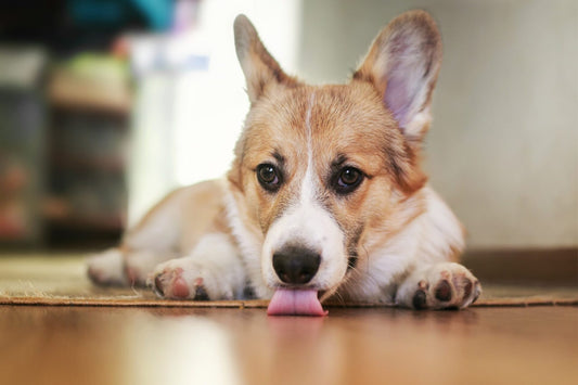 Dog Licking Carpets: What Does It Mean?
