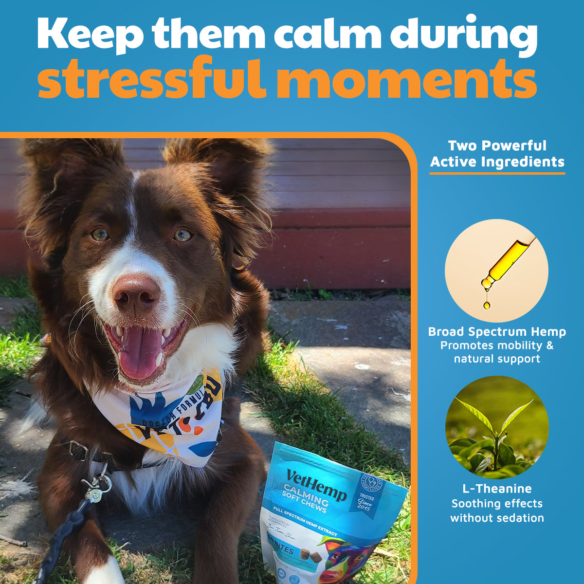 VetHemp Calming Chews for Dogs
