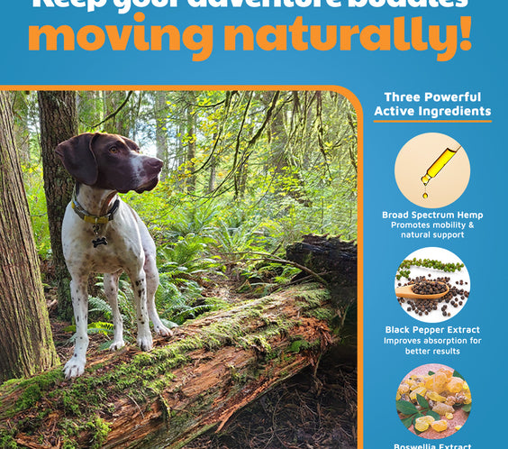 VetHemp Mobility Chews for Dogs