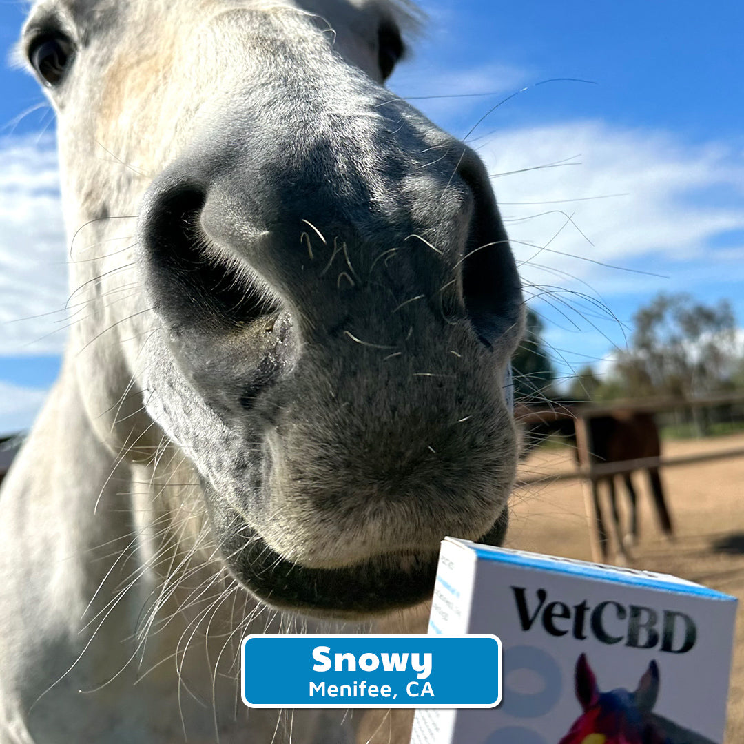 CBD for Horses — VetCBD