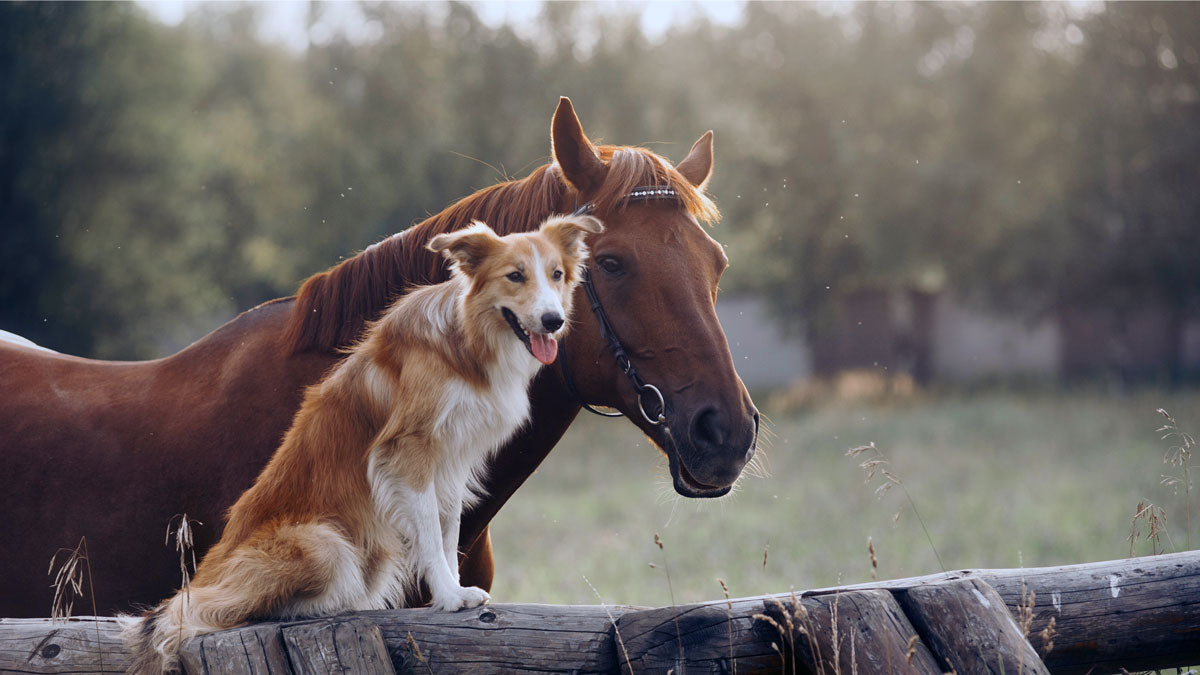Horse with Dog in pasture