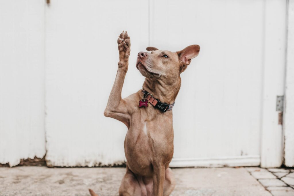 Dog with Paw up