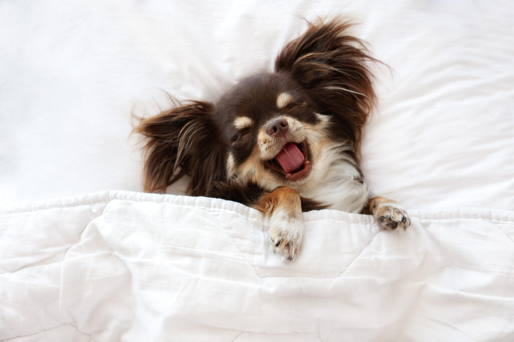 small Dog yawning